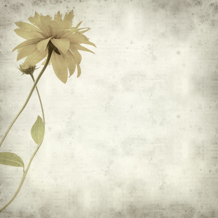textured old paper background with Rudbekia laciniata yellow flowersの写真素材