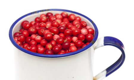 freshly picked lingonberries isolated on white backgroundの写真素材