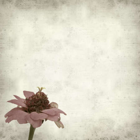 textured old paper background with pink zinnia flowersの写真素材