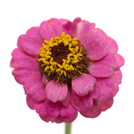 magenta zinnia isolated on white backgroundの写真素材