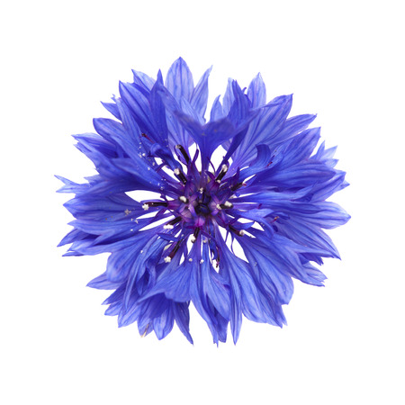 dark blue cornflower isolated on whiteの写真素材