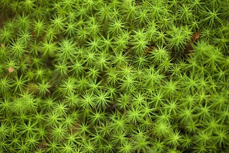Polytrichum mosses macro natural soft focus backgroundの写真素材