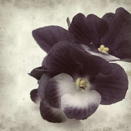 textured old paper background with blue and white african violetの写真素材