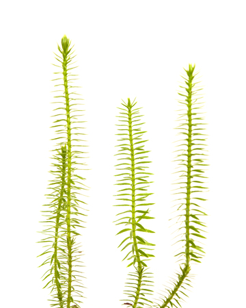 clubmoss plants isolated on white backgroundの写真素材