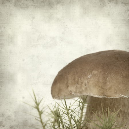 textured old paper background with boletus edulis mushroomの写真素材