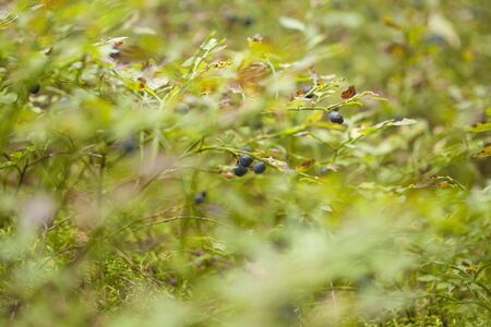 autumnal foraging background with bilberry bushesの写真素材
