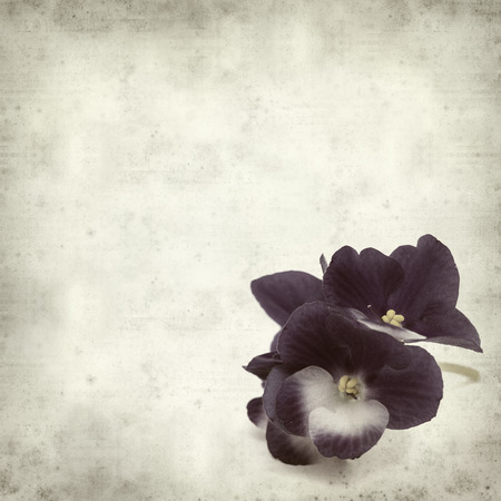 textured old paper background with blue and white african violetの写真素材