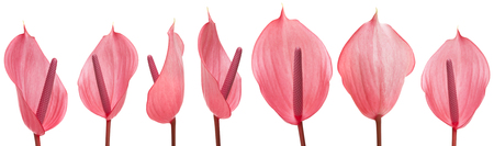 pink Anthurium flower isolated on white bakgroundの写真素材