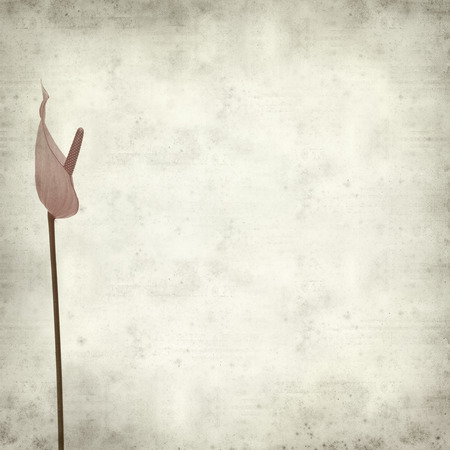 textured old paper background with pink Anthurium isolatedの写真素材