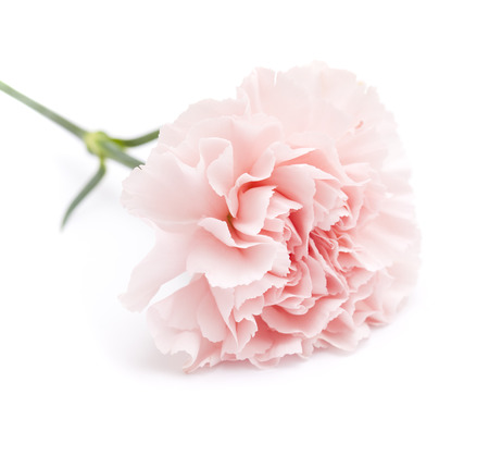 gentle pink carnation flower isolated on white backgroundの写真素材