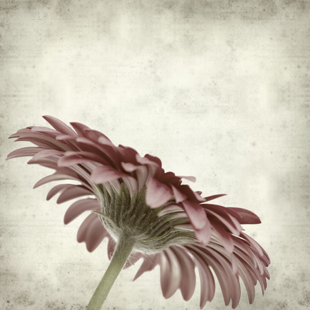 textured old paper background with bright pink gerbera flowerの写真素材