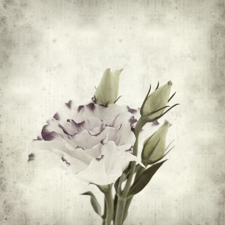 textured old paper background with white and blue Lisianthus flowerの写真素材