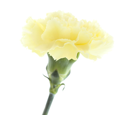 pale yellow carnation flowers isolated on white backgroundの写真素材