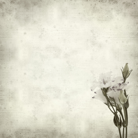 textured old paper background with white and blue Lisianthus flowerの写真素材