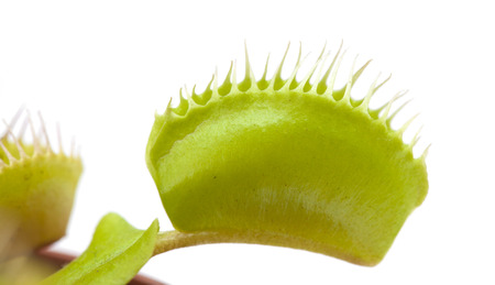 Venus flytrap plant isolated on white background