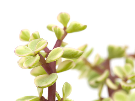 Portulacaria afra succulent plant isolated on white backgroundの写真素材