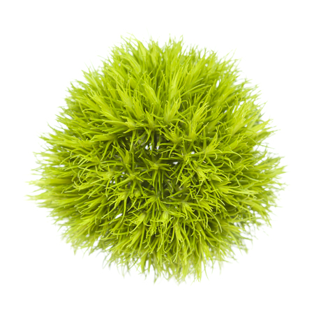 Green carnation flower Dianthus barbatus isolated on whiteの写真素材