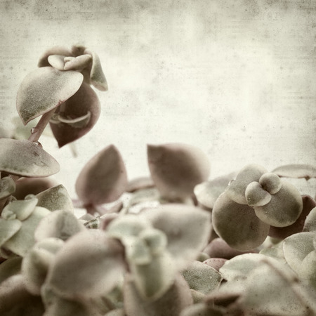textured old paper background with succulent plant crassula marginalisの写真素材