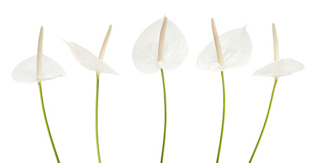 white anthurium flower isolated on white backgroundの写真素材
