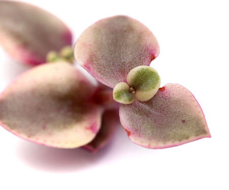 Crassula marginalis fleshy leaves isolated on whiteの写真素材