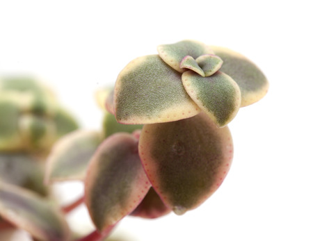 Crassula marginalis fleshy leaves isolated on whiteの写真素材