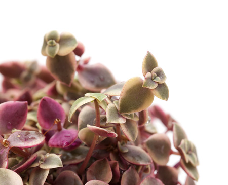 Crassula marginalis fleshy leaves isolated on whiteの写真素材