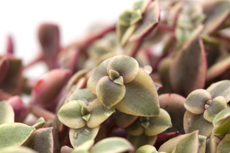 Crassula marginalis fleshy leaves isolated on whiteの写真素材