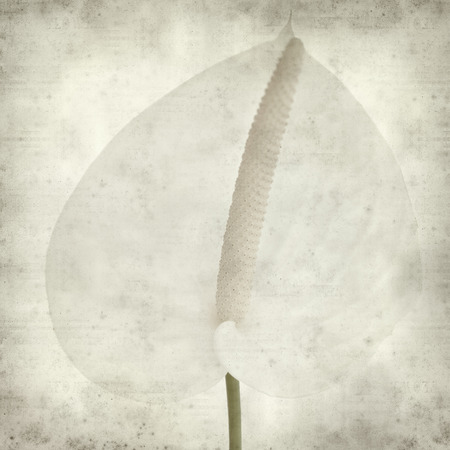 textured old paper background with white exotic anthurium flowerの写真素材