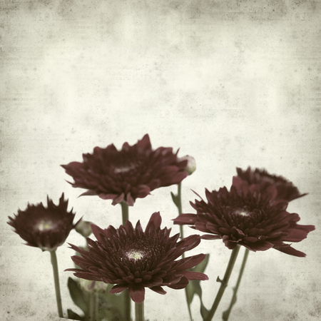 textured old paper background with dark red spray chrysanthemumの写真素材