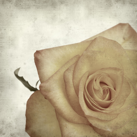 textured old paper background with yellow and orange roseの写真素材