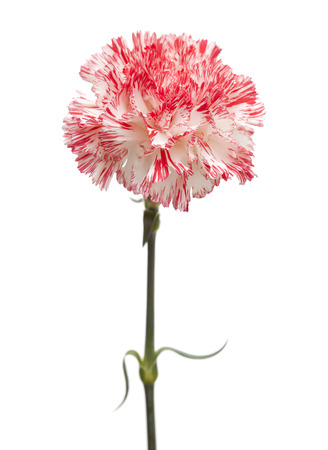 white and bright pink carnation isolated on white backgrondの写真素材