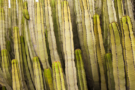 flora of Gran Canaria - background of Euphorbia canariensis, symbol of Gran Canaria