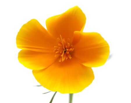 bright yellow and orange californian poppy isolated on whiteの写真素材
