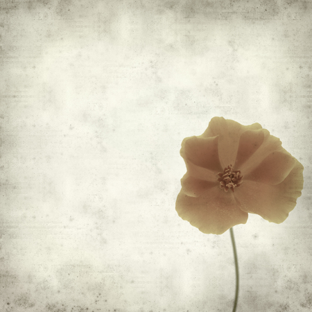 textured old paper background with orange and yellow californian poppyの写真素材