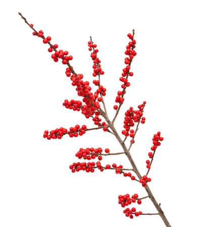 Ilex verticillata or winterberry branches isolated on white backgroundの写真素材