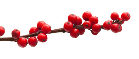 Ilex verticillata or winterberry branches isolated on white backgroundの写真素材