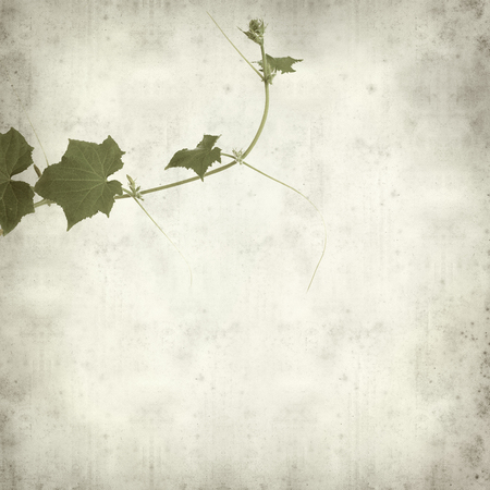 textured old paper background with young cucumber plantの写真素材