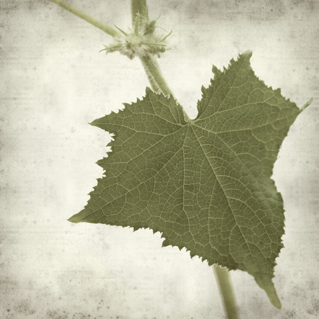 textured old paper background with young cucumber plantの写真素材