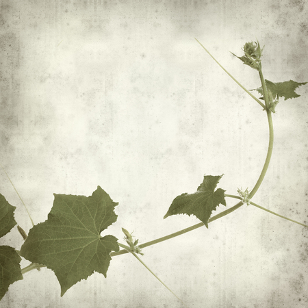 textured old paper background with young cucumber plantの写真素材