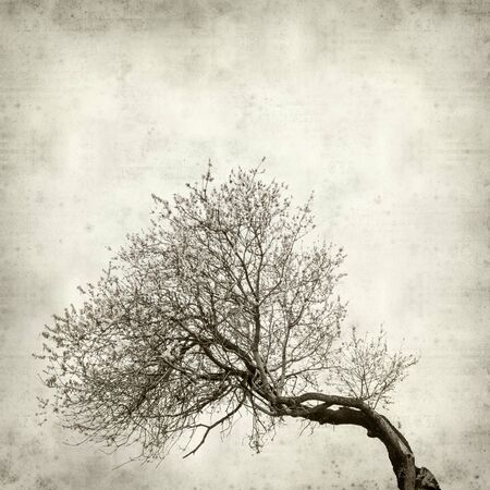 textured old paper background with almond trees bloomingの写真素材