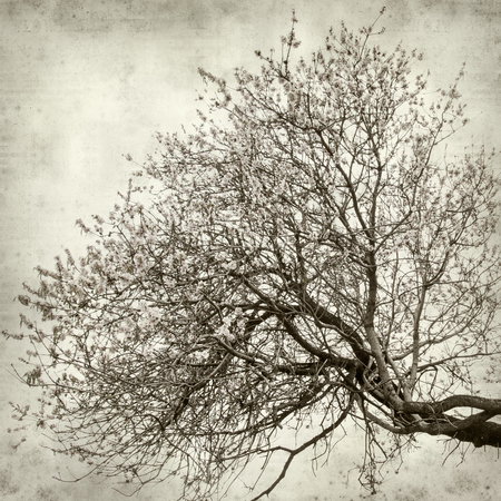 textured old paper background with almond trees bloomingの写真素材