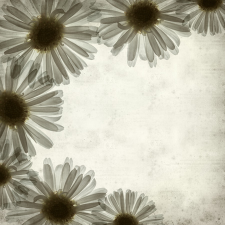 textured old paper background with backlit daisy flowerの写真素材