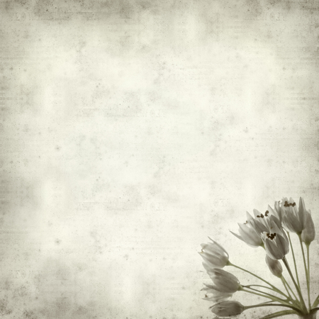 textured old paper background with rosy garlic flowersの写真素材