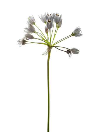 rosy garlic inflorescences on white background
