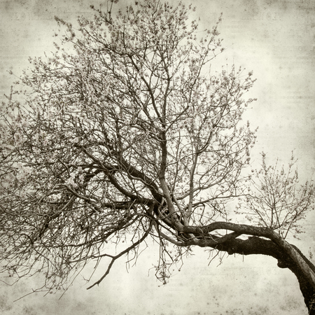 textured old paper background with almond trees bloomingの写真素材