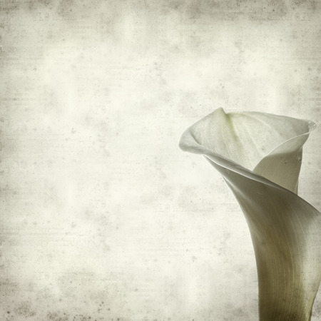 textured old paper background with white calle lily flowerの写真素材