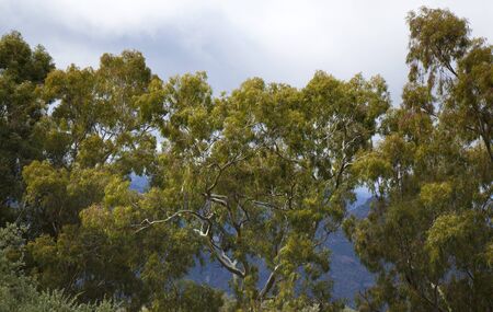 old Eucalyptus trees on a mountainsideの写真素材