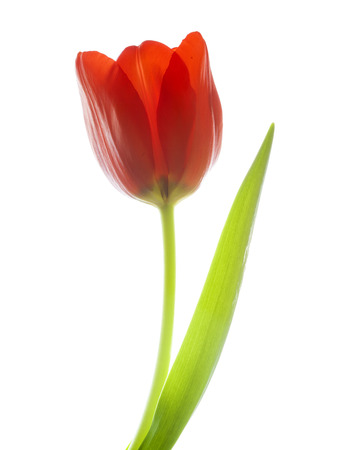 red  tulip flowers, backlit, isolate on white backgroundの写真素材