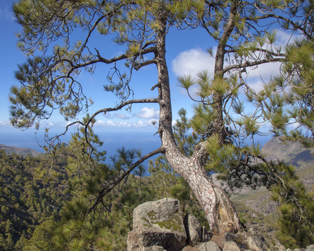 central Gran Canaria,  Nature Park Tamadaba, , canarian Pine trees on the slopesの写真素材