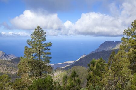 central Gran Canaria in January,  Nature Park Tamadaba, pine trees covered in long lichensの写真素材